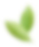 Leaf 1 Image